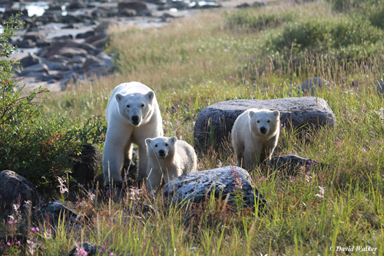 Mom and Cubs on final day of Birds, Bears and Belugas. David Walker photo Mom and Cubs on final day of Birds, Bears and Belugas. David Walker photo