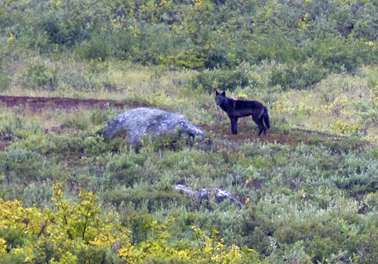 Black wolf says goodbye after a great season! Fred Walker photo. Black wolf says goodbye after a great season! Fred Walker photo.