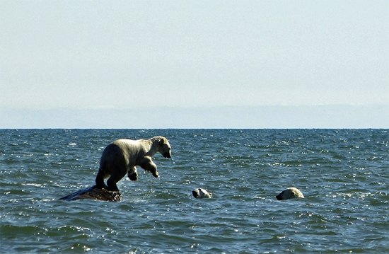 Polar bear pounces on rivals in Hudson Bay. Polar bear pounces on rivals in Hudson Bay.