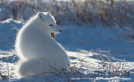 Polar - Surrounded By Happiness Polar - Surrounded By Happiness