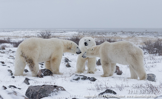Polar - Surrounded By Happiness Polar - Surrounded By Happiness