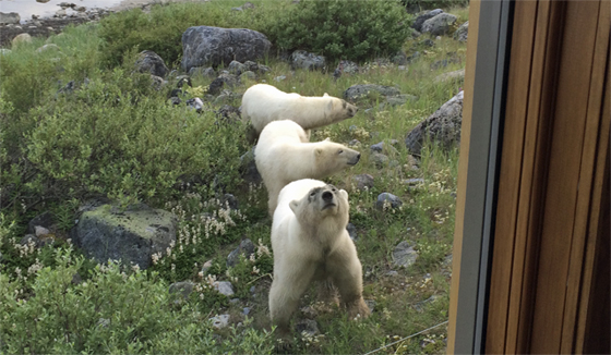 The photographer and the three bears... Photo courtesy of Shari Wright The photographer and the three bears... Seal River Lodge. Birds, Bears and Belugas. Photo courtesy of Shari Wright