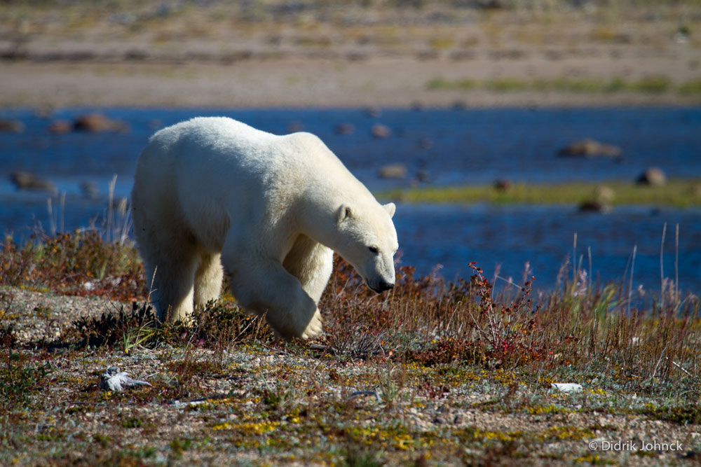 Polar bear walks along the river near Nanuk Polar Bear Lodge. Didrik Johnck photo.