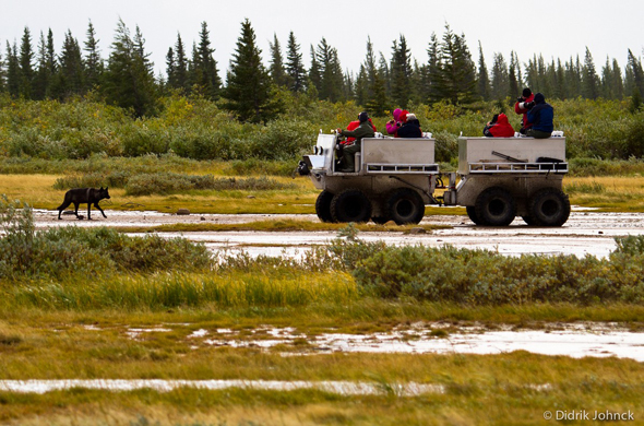 Wolf encounters Rhino Buggy at Nanuk Polar Bear Lodge. Wolf encounters Rhino Buggy Nanuk Polar Bear Lodge.