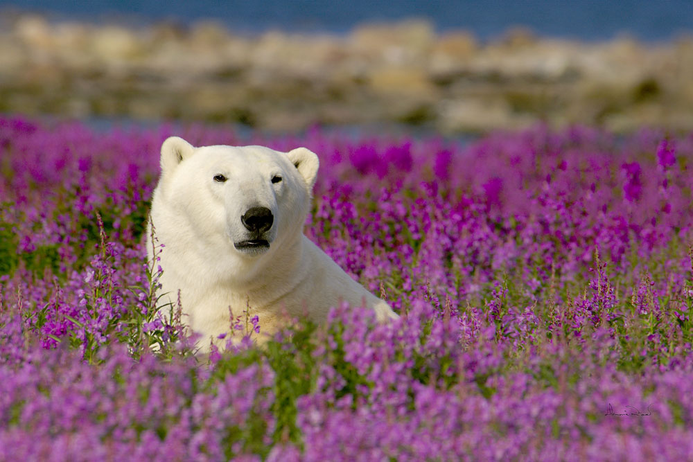 Polar bear in fireweed near Seal River Lodge. Dennis Fast photo.