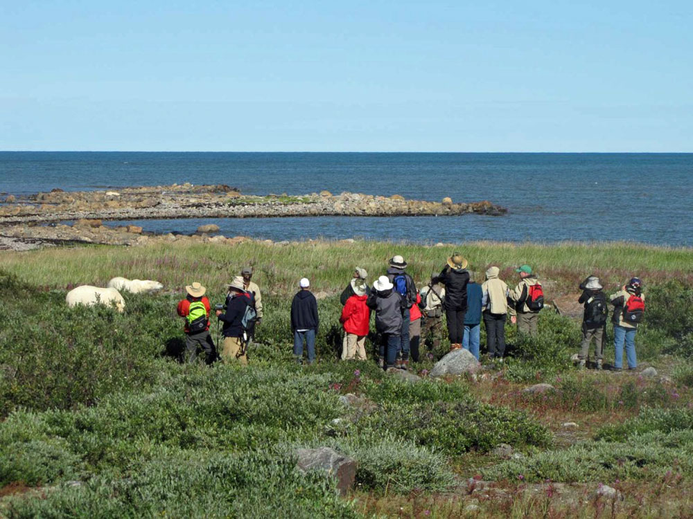 Guests photographing polar bears at Seal River Lodge.