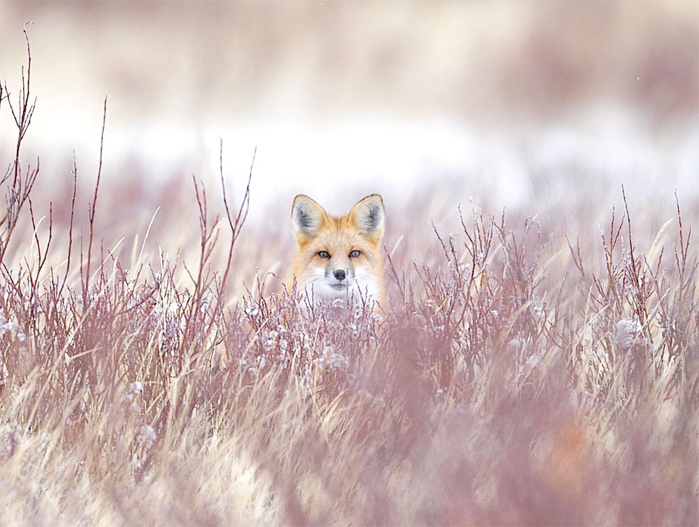 Red fox looking sharp in the grass. Ian Johnson photo
