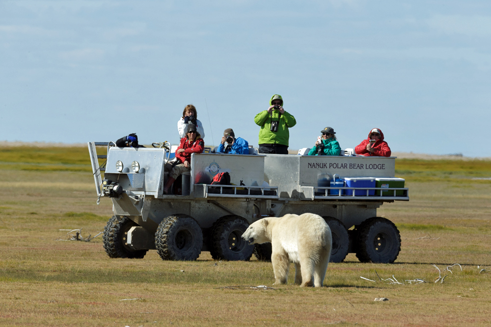Polar bear comes in for a closer look at Nanuk. Charles Glatzer photo.