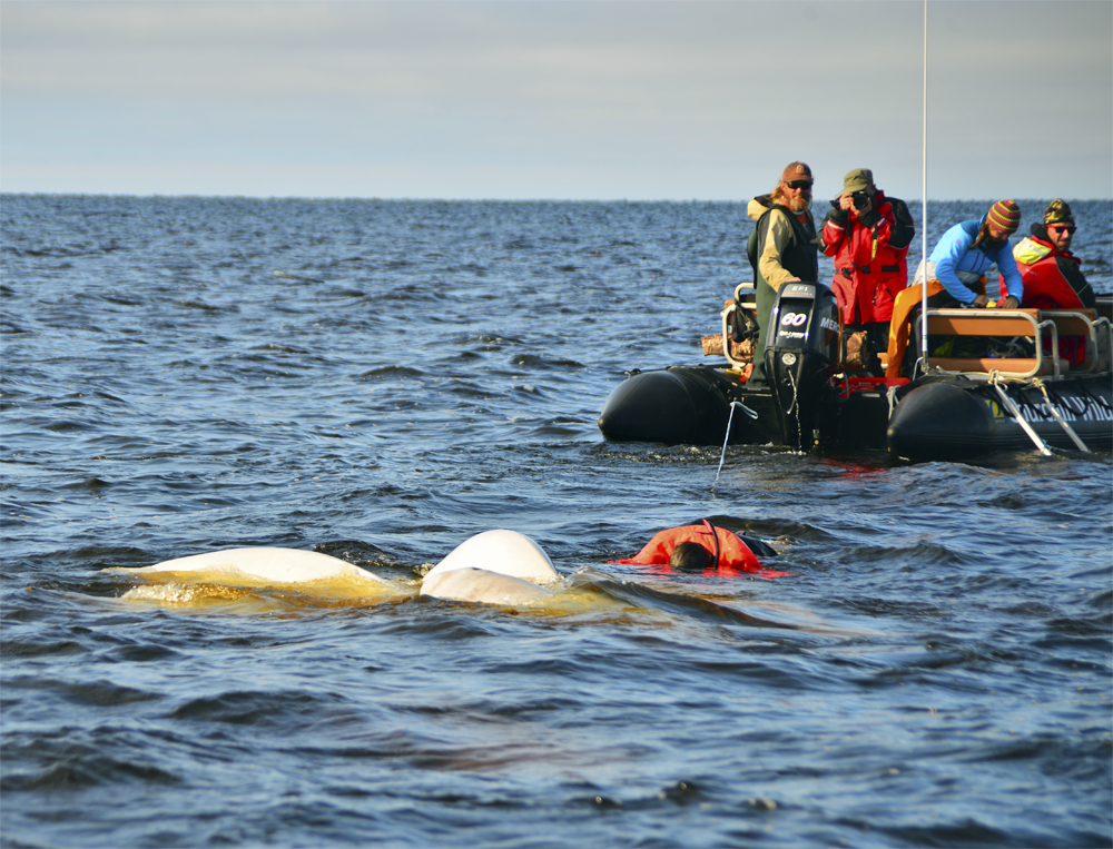 Snorkeling with beluga whales at Seal River Lodge.