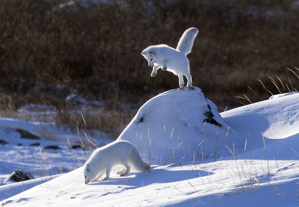 "Arctic Ambush" at Seal River. Photo by Abby Jensen of Jensen Photography.