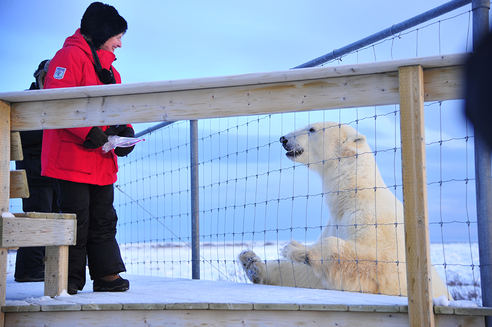 Bear at fence. Ian Johnson photo.