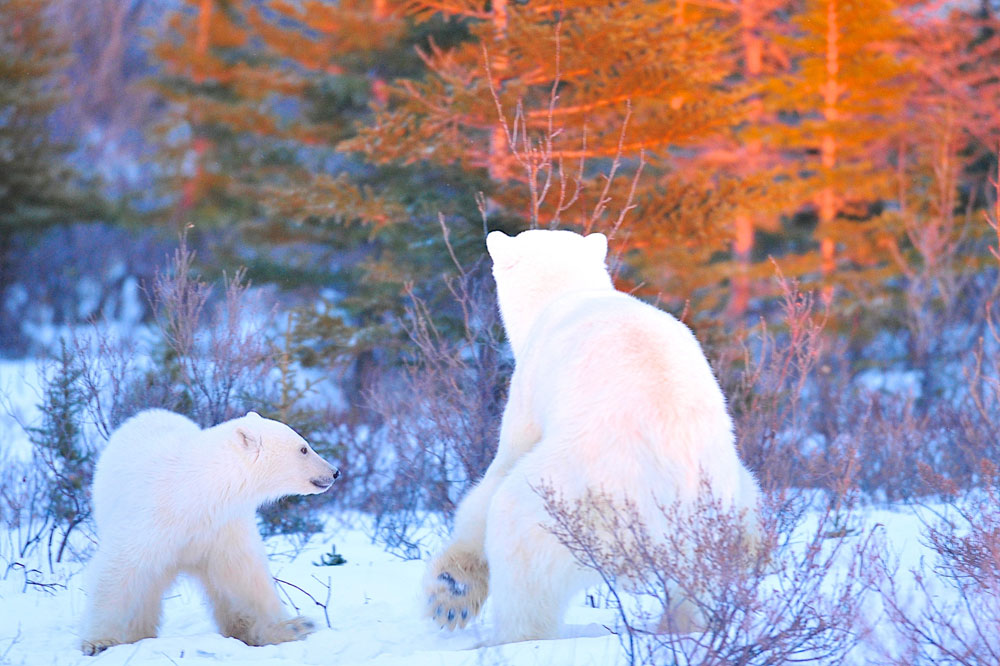 Bespoke wilderness travel adventures. What would YOU like to discover?