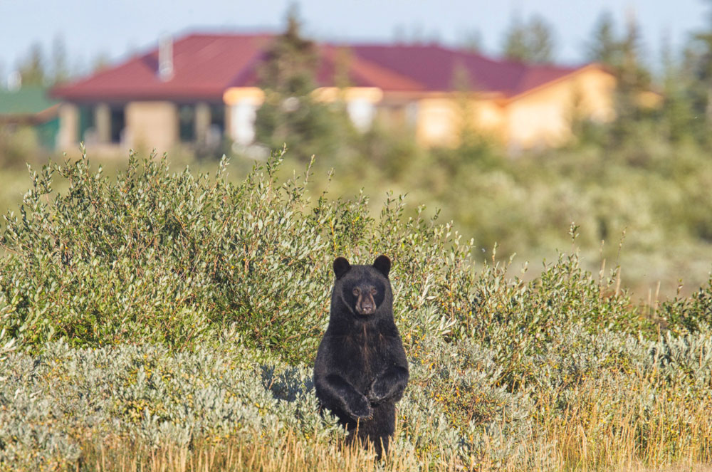 This curious black bear kept popping up and down in the willows in front of the lodge.