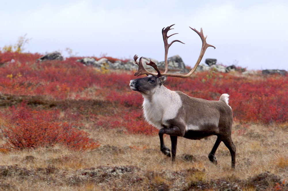Caribou at Schmok Lake. Dennis Fast photo.