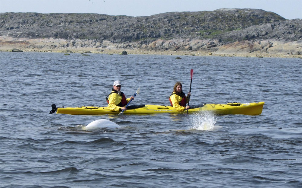 Kayaking with beluga whales in Churchill.