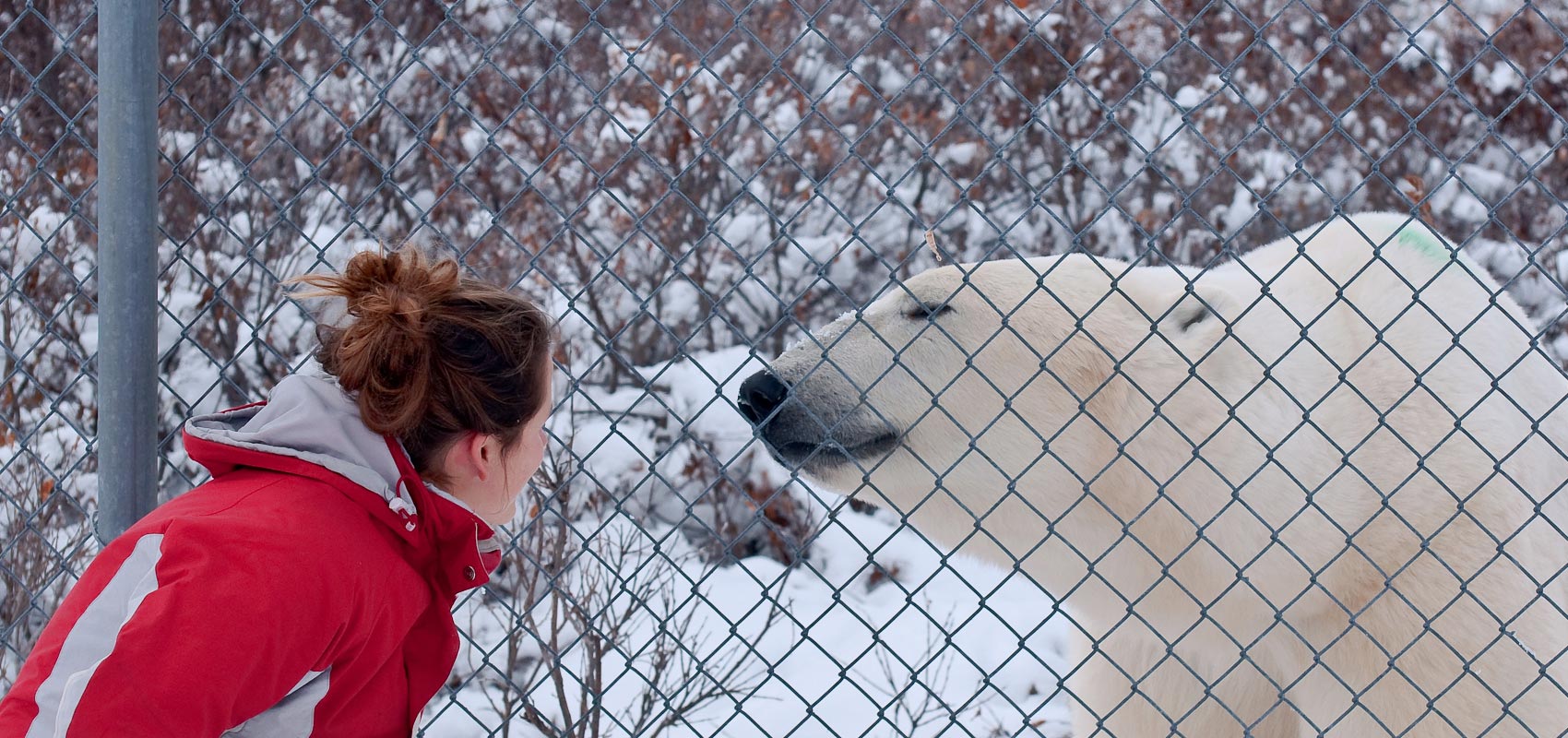 A special date on the Great Ice Bear Adventure.
