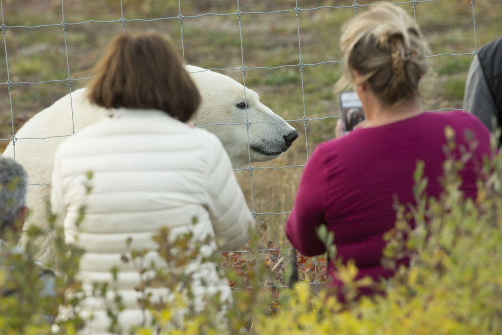 Polar bear arrives at the Lodge fence for tea.
