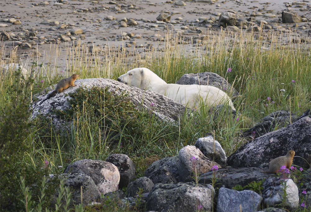 Sik sik in conversation with polar bear at Seal River Lodge. J. Sheperd photo.