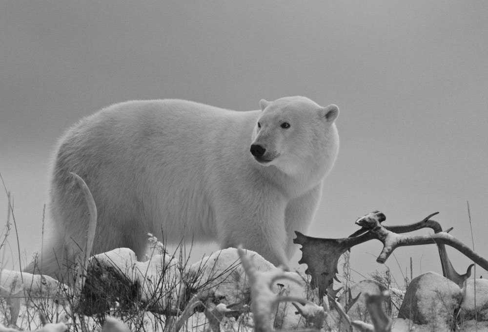 Gorgeous polar bear pose at Seal River. J. Thompson photo.