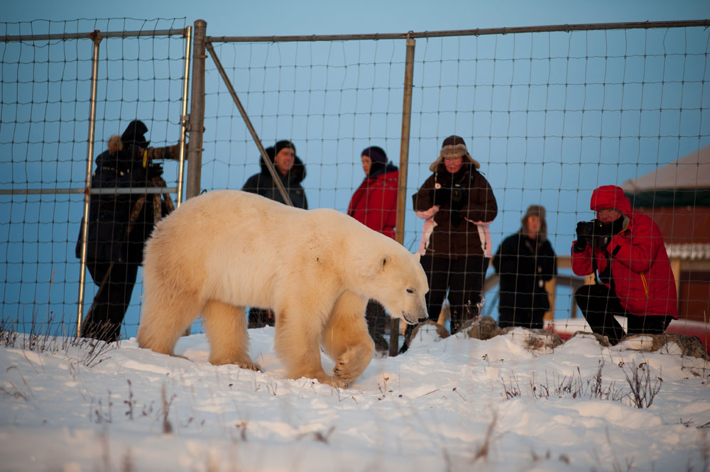Polar bear saunters by fence at Seal River Lodge. Birgit-Cathrin Duval photo.