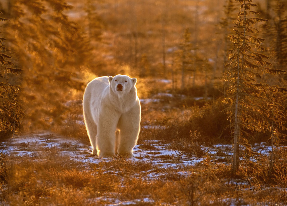 Polar bear in morning sun and fog at Dymond Lake Lodge. Dennis Fast photo.