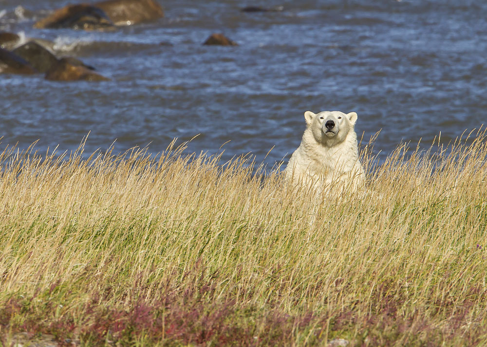 Polar bear In the grass at Seal River Heritage Lodge. Photo courtesy of Kathy Pierce.