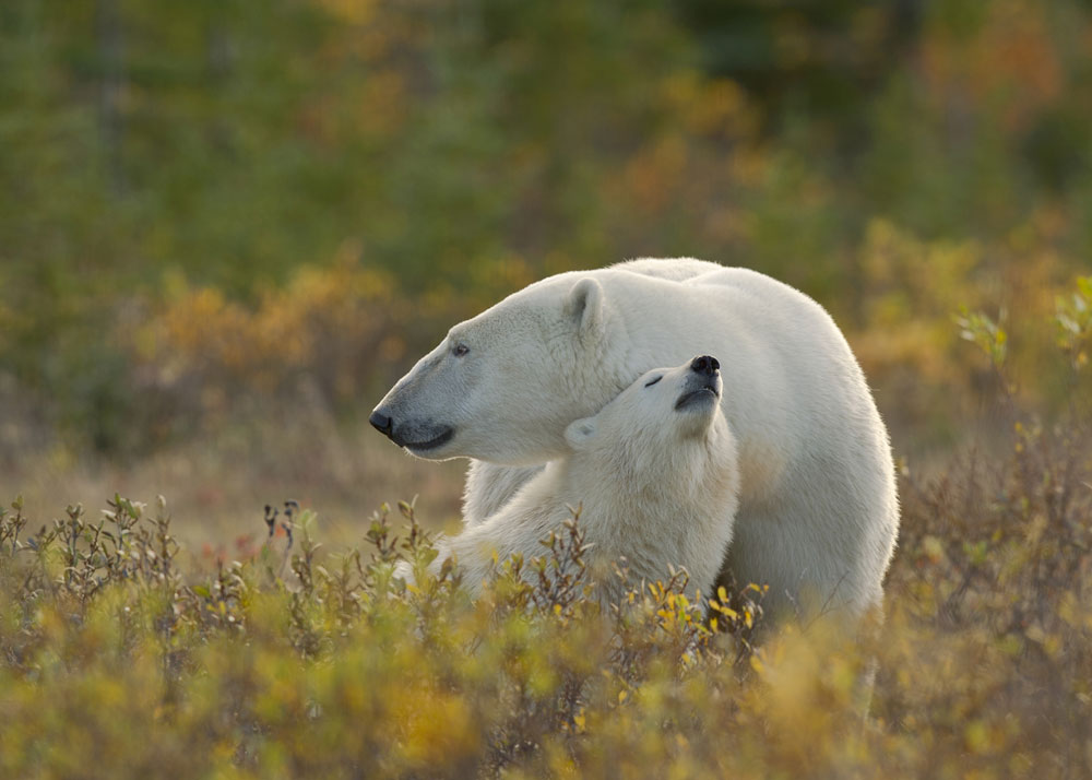 Polar mom and cub at Nanuk Polar Bear Lodge. Dennis Fast photo.