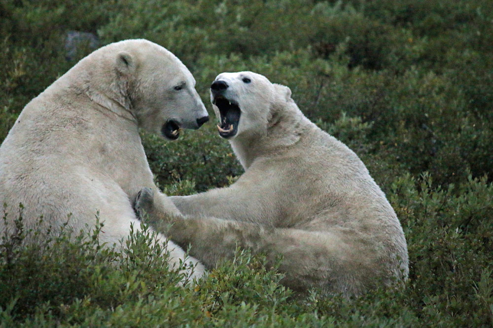 Mom and cub having a discussion at Seal River.