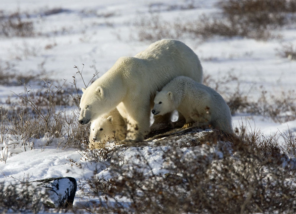 Mom and cubs at Dymond Lake Ecolodge. Photo courtesy of Michael Poliza.