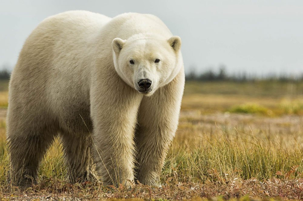 The polar bear stare. At Nanuk. Robert Postma photo.
