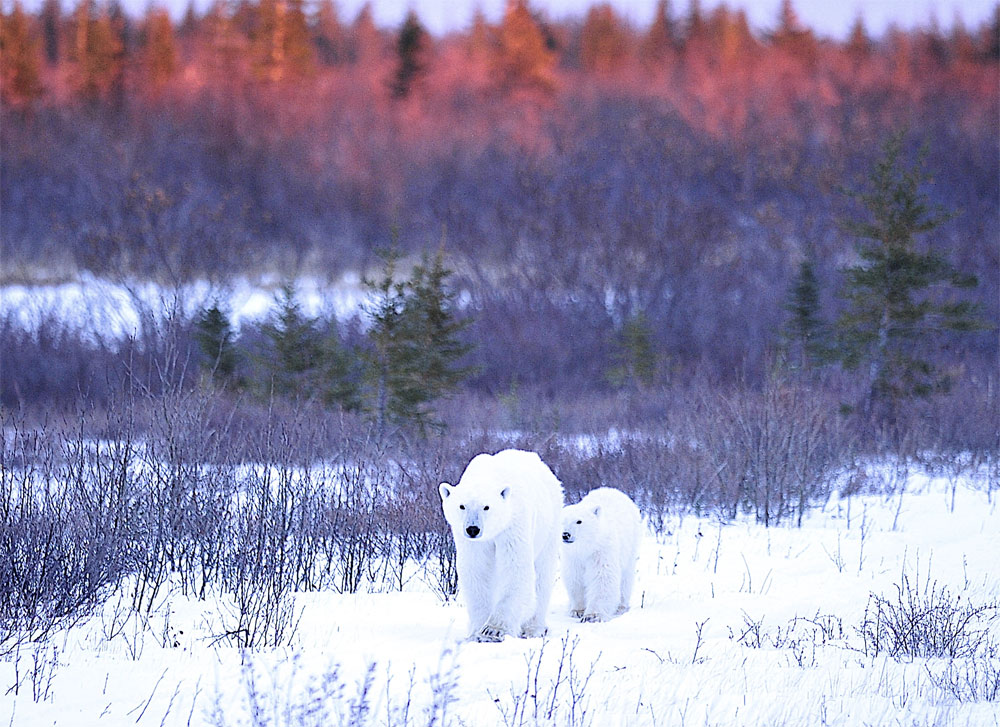 Mom and cub at Nanuk. Ian Johnson photo.