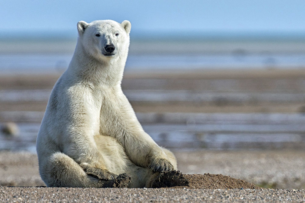 Polar bear on the flats at Nanuk Polar Bear Lodge. Photo courtesy of Robert Postma.