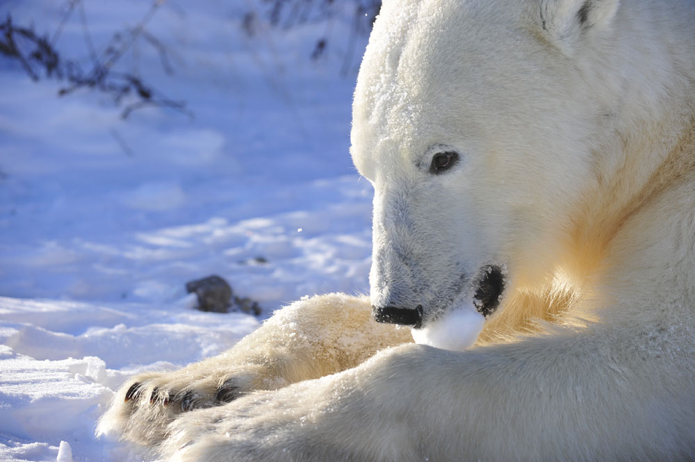 Polar bear biting snow chunk at Seal River Lodge. It's the look in his eyes. Ian Johnson photo.
