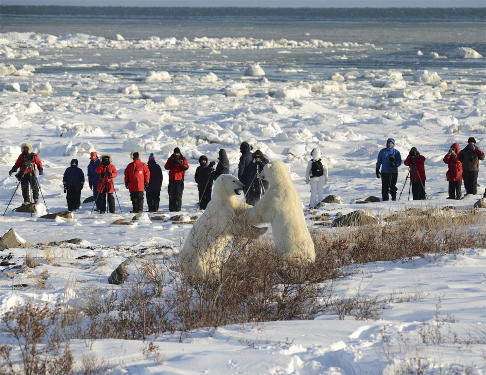 Image result for polar bear safari churchill