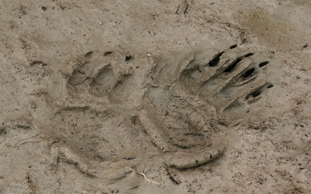 Tracking a polar bear. Jad Davenport photo.