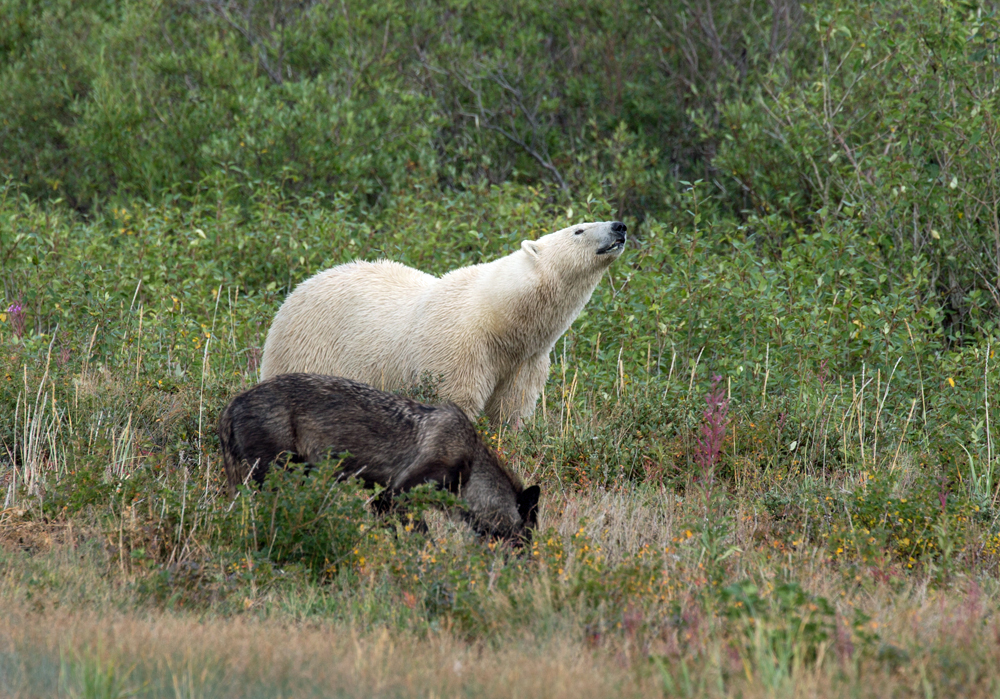 Wolf and polar bear sharing the wilderness at Nanuk. George Kourounis photo.