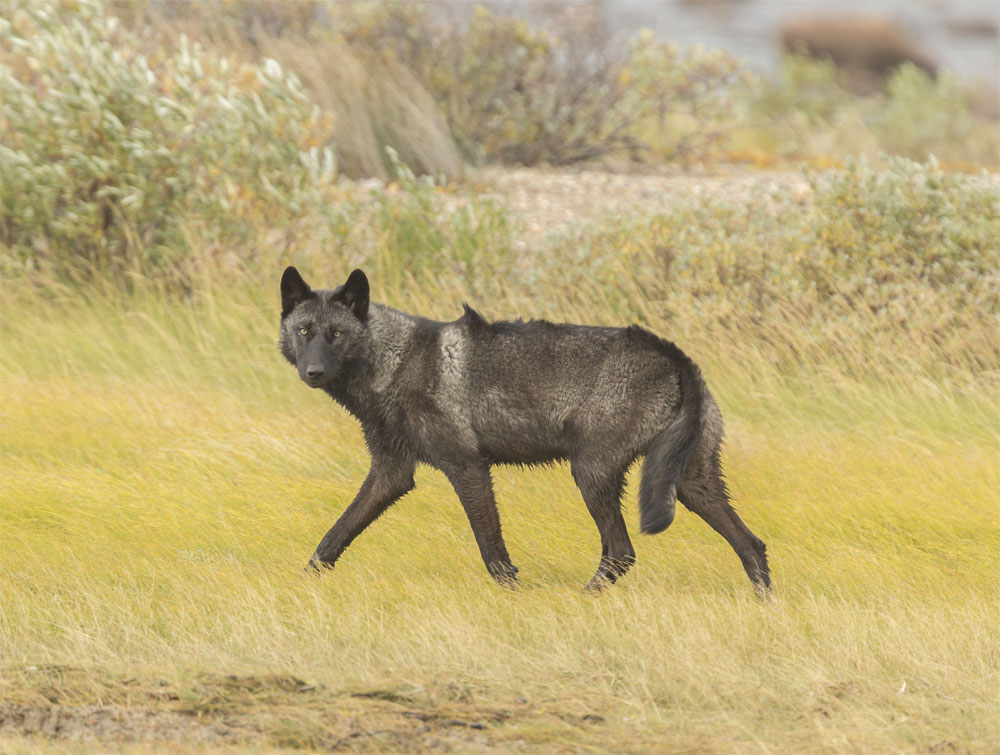 Timber wolf keeps eyes on us at Nanuk. Robert Postma photo.