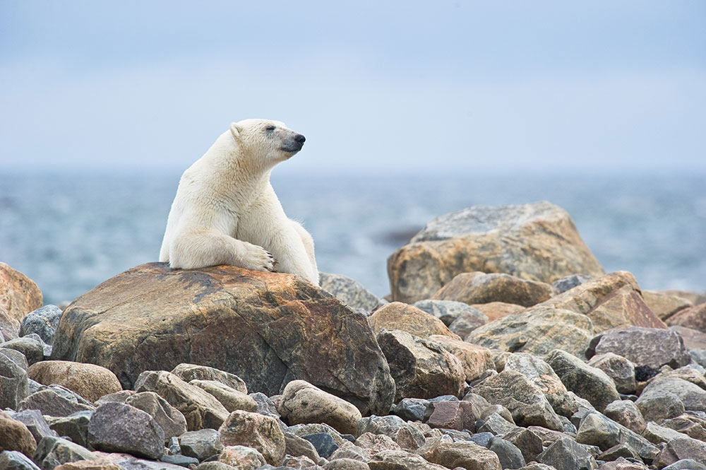 ASBearonrocks Churchill Wild Polar Bear Tours