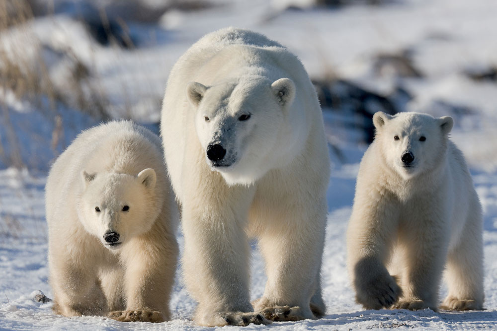 Polar Bear mom and cubs at Dymond Lake Ecolodge.