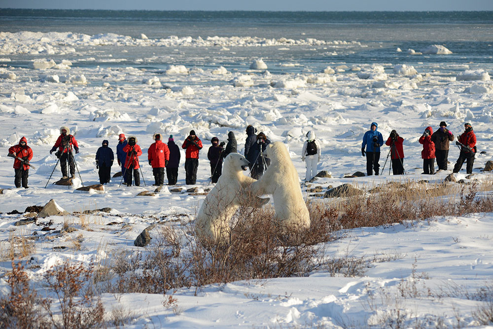 Polar bears sparring at Seal River Lodge. Bill Lyne photo.