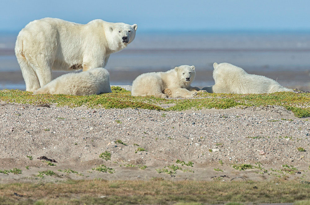 Polar bear mom and cubs on gravel bar at Nanuk.