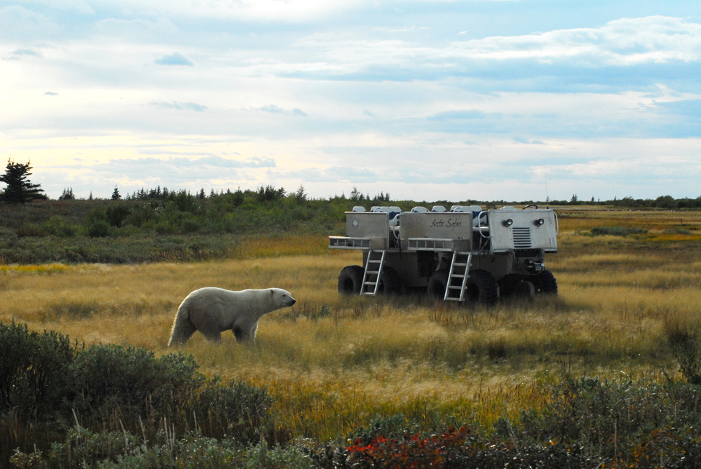 Curious polar bear meets "rhino" at Nanuk Polar bear Lodge. Doreen Booth photo.