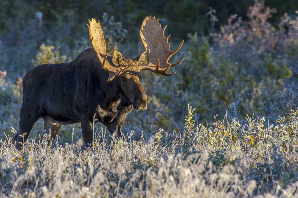 Moose at Nanuk Polar Bear Lodge.