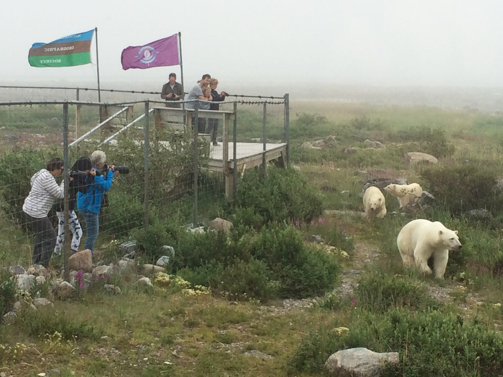 Pre-breakfast polar bears at Seal River Heritage Lodge!