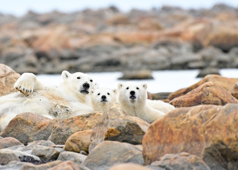 Triple threat cuddle alert!