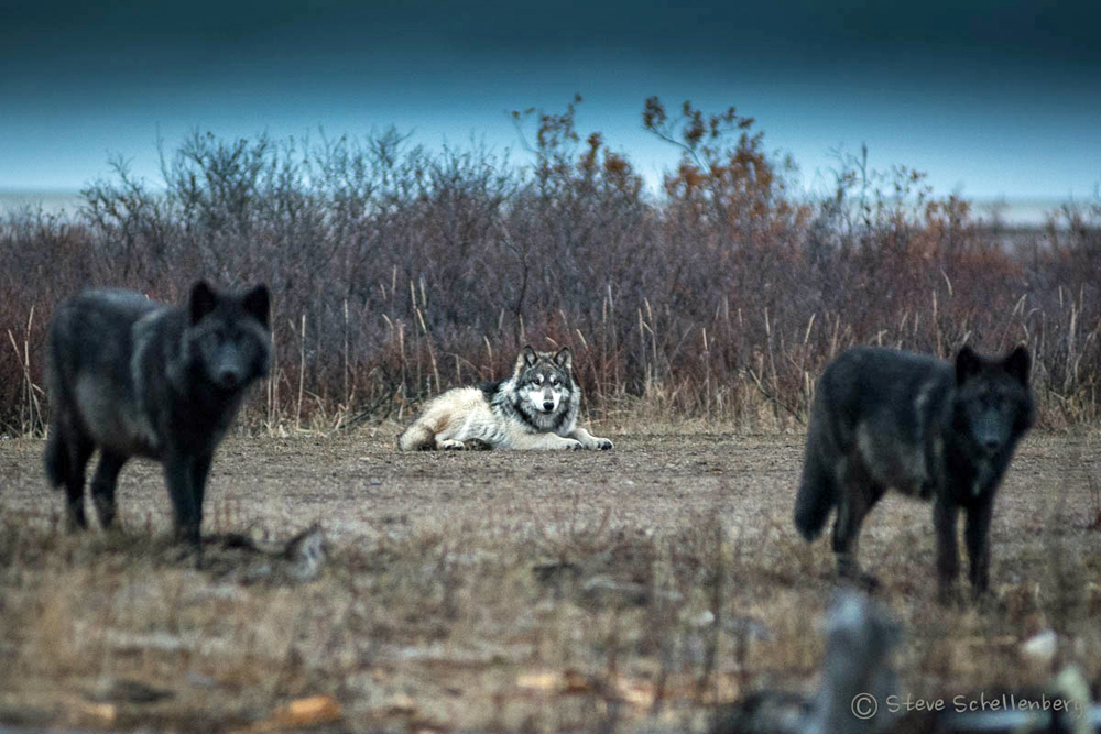 Tawny wolf with ghostly guards at Nanuk. Photo by Steven Schellenberg.