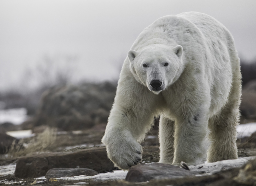The Kings of the Arctic would soon be back. Robert Postma photo
