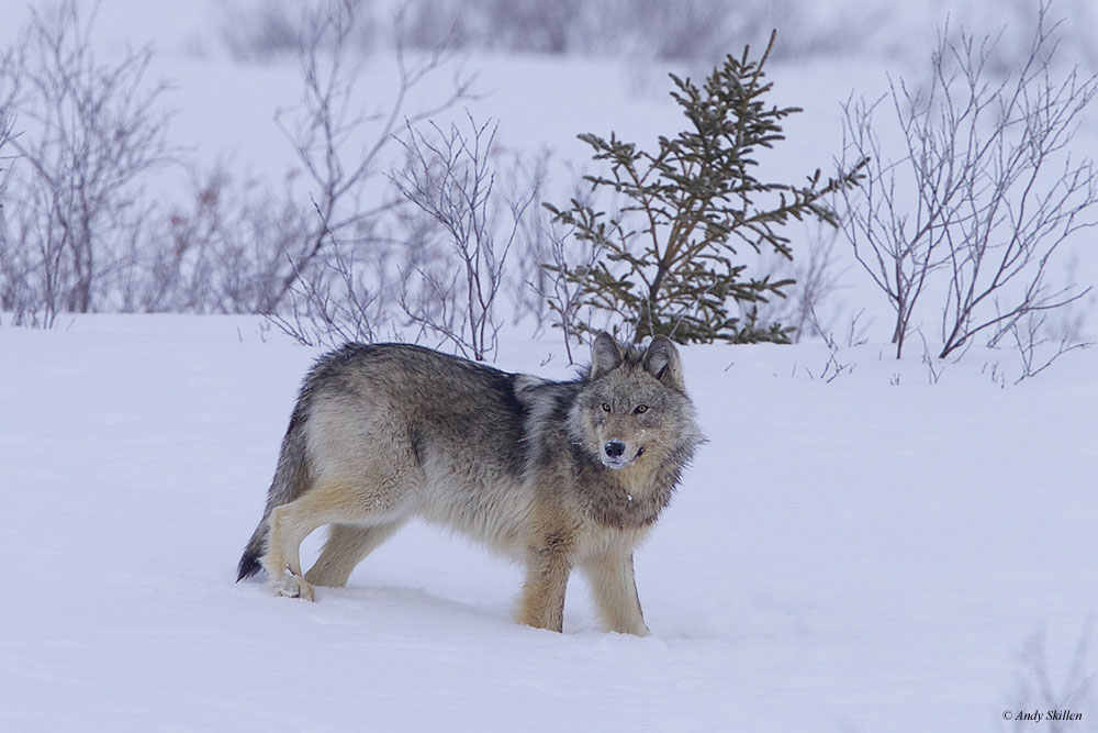 Wolf at Nanuk Polar Bear Lodge. Andy Skillen photo.