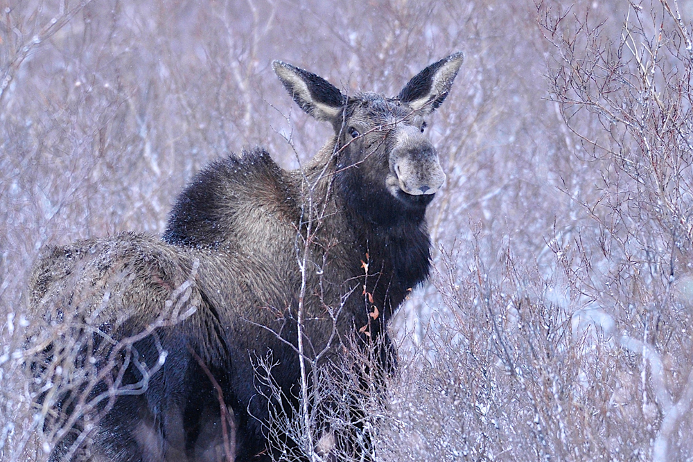 Moose at Nanuk. Ian Johnson photo.