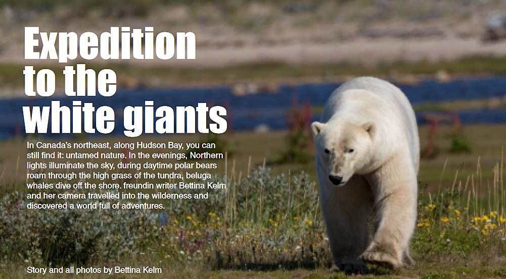 A powerful walk from a giant at Nanuk Polar Bear Lodge.